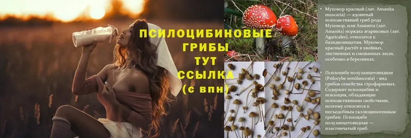 Псилоцибиновые грибы GOLDEN TEACHER  Новопавловск 